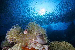 bali sea walking tour