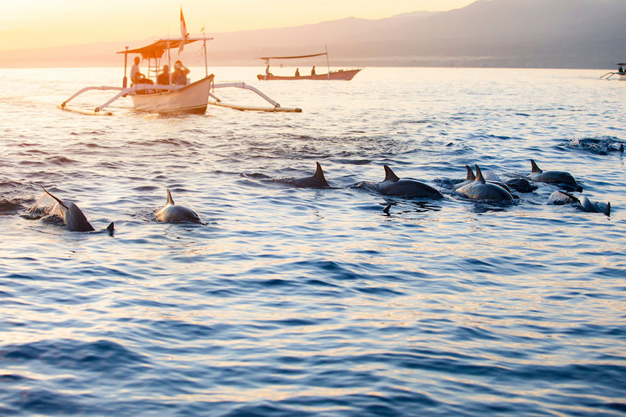 bali dolphin tours