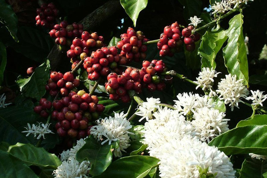 coffe plantation, gianyar places of interest