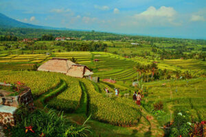 jatiluwih rice terrace, bali jatiluwih and tanah lot sunset tours