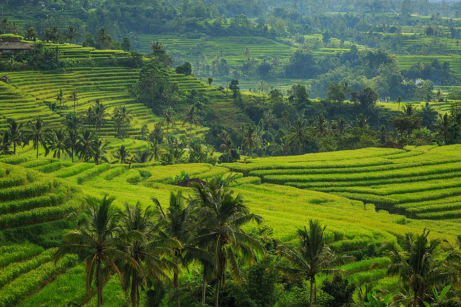 jatiluwih rice terrace, tabanan places of interest