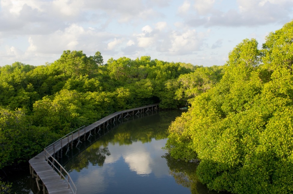 mangrove forest, klungkung places of interest