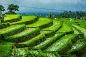 pupuan rice terrace, bali west tours