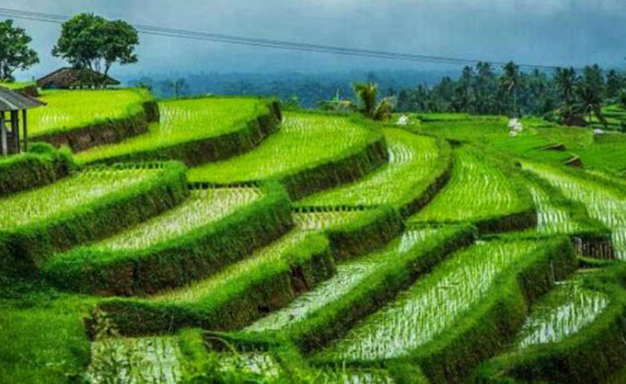 pupuan rice terrace, tabanan places of interest