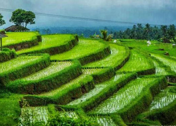 pupuan rice terrace, tabanan places of interest