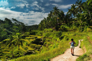 tegalalang rice terrace, bali kintamani uluwatu tours