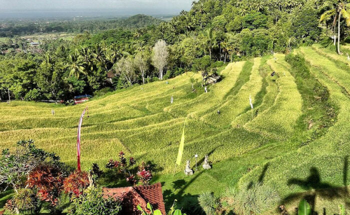 bukit jambul rice terrace, karangasem places of interest