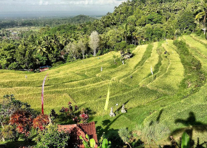 bukit jambul rice terrace, karangasem places of interest