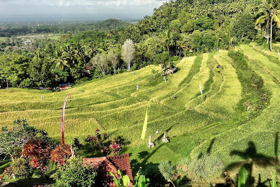 bukit jambul rice terrace, karangasem places of interest