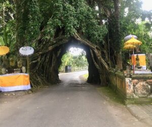 bunut bolong, jembrana places of interest