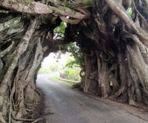 bunut bolong, jembrana places of interest