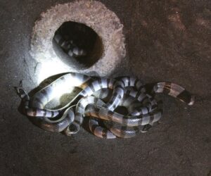 holy snakes, tanah lot temple, tabanan places of interest