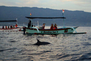 lovina beach dolphin, bali dolphin tours