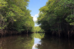 mangrove forest, bali nusa penida and lembongan tour