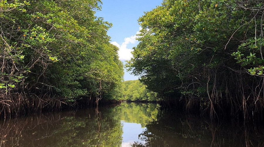 mangrove forest, klungkung places of interest