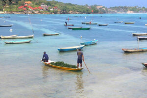 seaweed farm lembongan, bali nusa lembongan islands tour