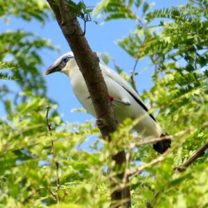 west bali national park, jembrana places of interest