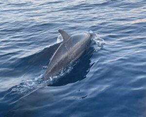 lovina dolphin, bali tour packages