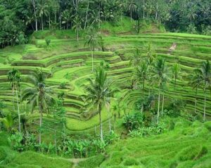 tegalalang rice terrace, bali tour packages