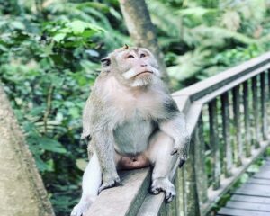 ubud monkey forest, bali tour packages