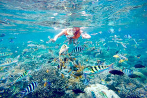 mangrove point, bali nusa lembongan snorkeling only tour