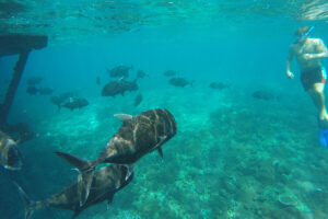 gt point, bali nusa lembongan snorkeling only tour