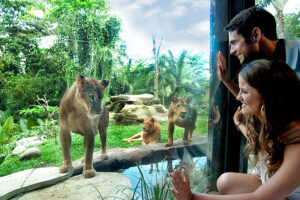 bali zoo explorer tour, bali zoo park tour