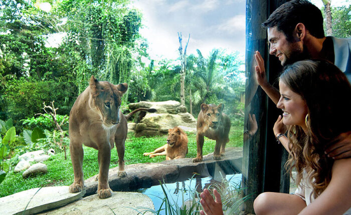 bali zoo explorer tour