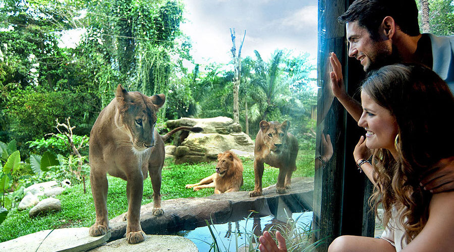 bali zoo explorer tour