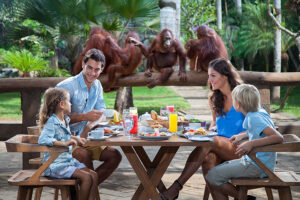 breakfast with orangutan, bali zoo breakfast with orangutan tour