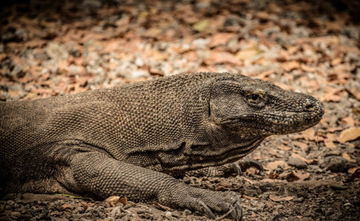 komodo dragon packages, bali safari and marine park tour