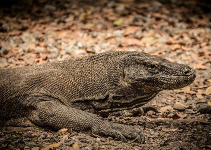 komodo dragon packages, bali safari and marine park tour