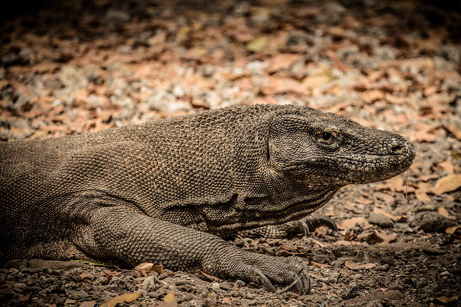 komodo dragon packages, bali safari and marine park tour