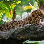 leopards packages, bali safari and marine park tour