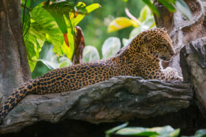 leopards packages, bali safari and marine park tour