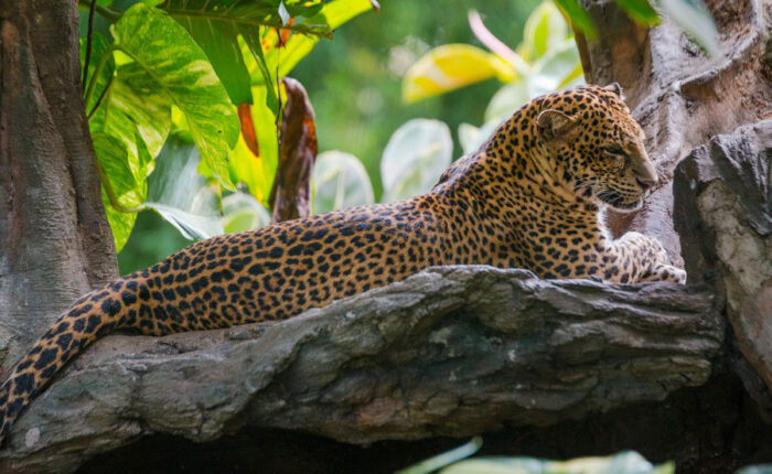 leopards packages, bali safari and marine park tour