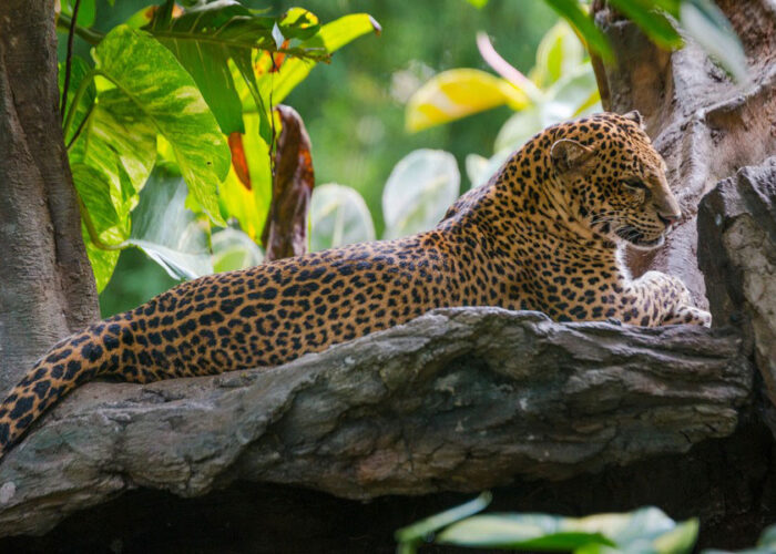 leopards packages, bali safari and marine park tour