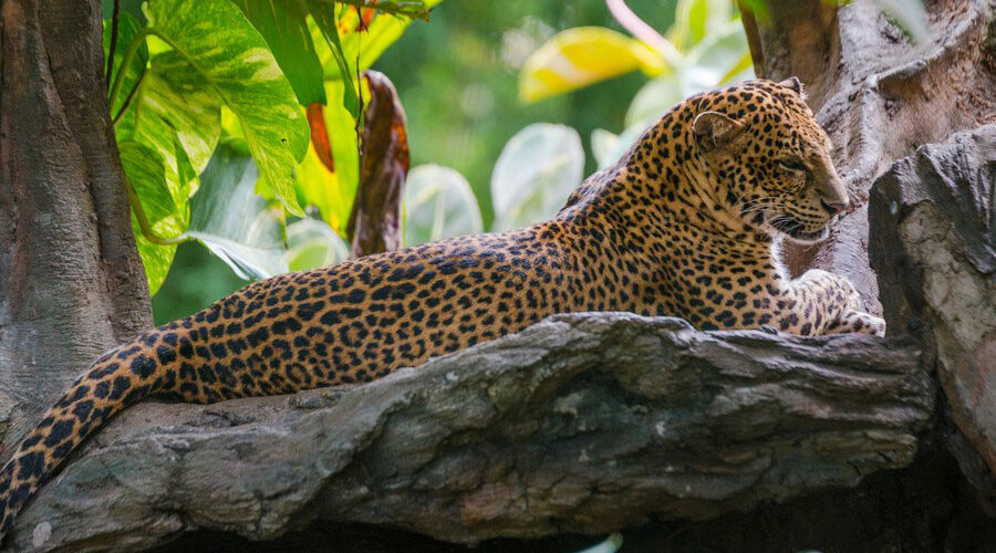 leopards packages, bali safari and marine park tour