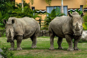 rhino packages, bali safari and marine tour