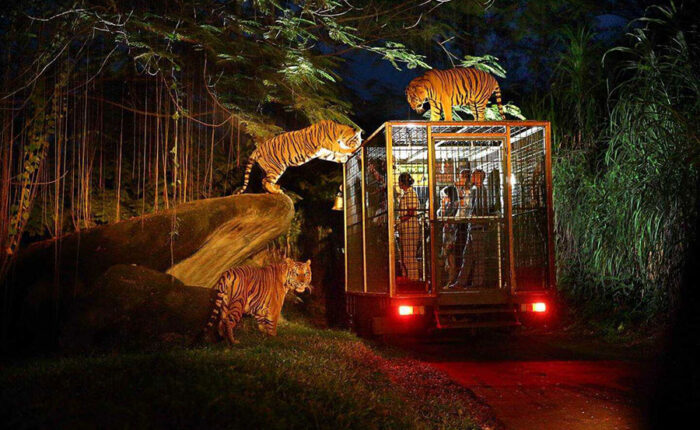 night safari packages, bali safari and marine park tour