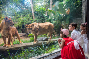 breakfast with lion packages, bali safari and marine park tour