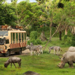 bali safari and marine park tour, bali activities tour packages