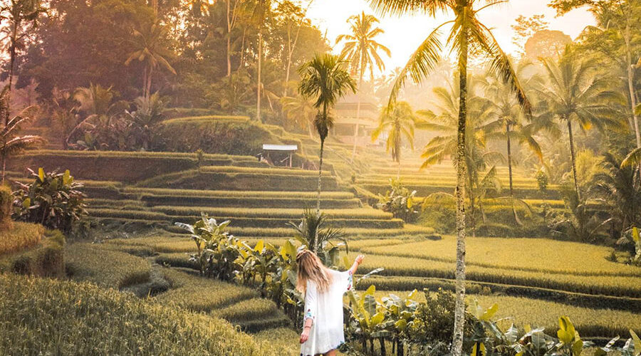 tegalalang rice field