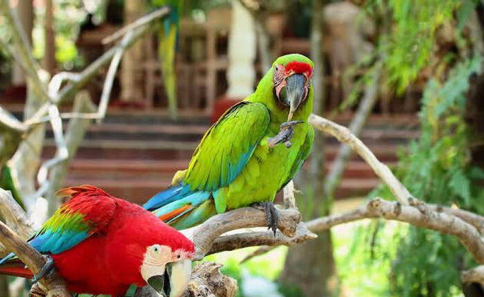 bali bird park