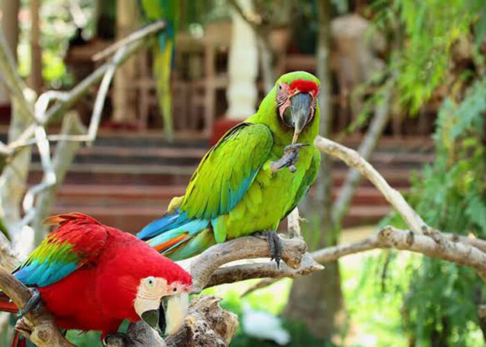 bali bird park