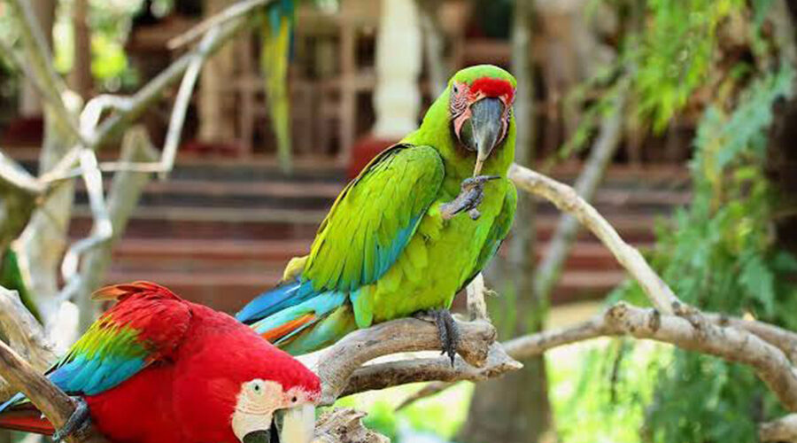 bali bird park