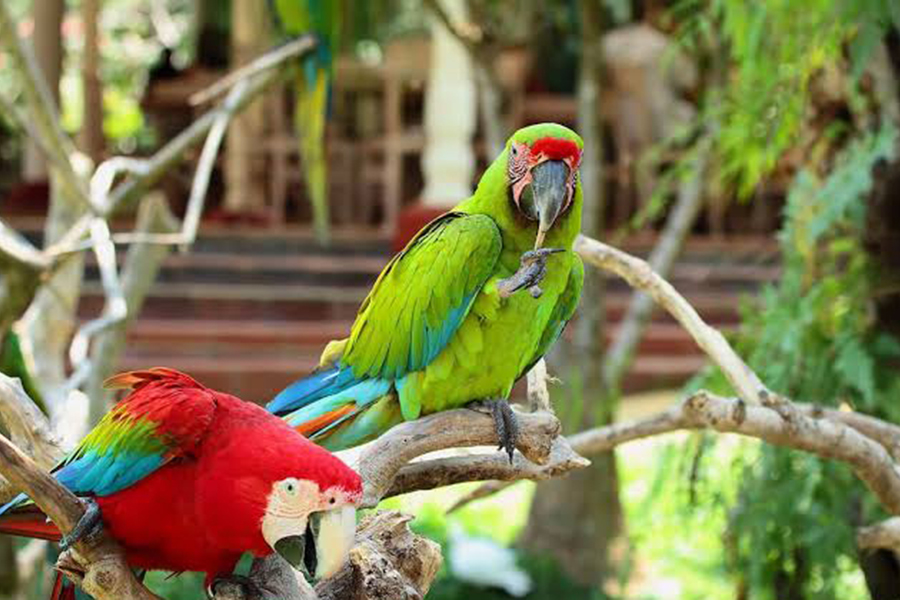 bali bird park