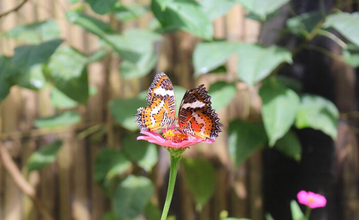 kemenuh butterfly park