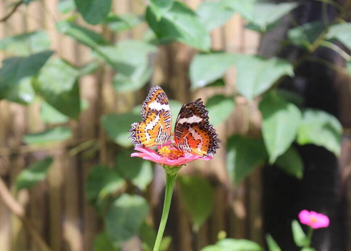 kemenuh butterfly park