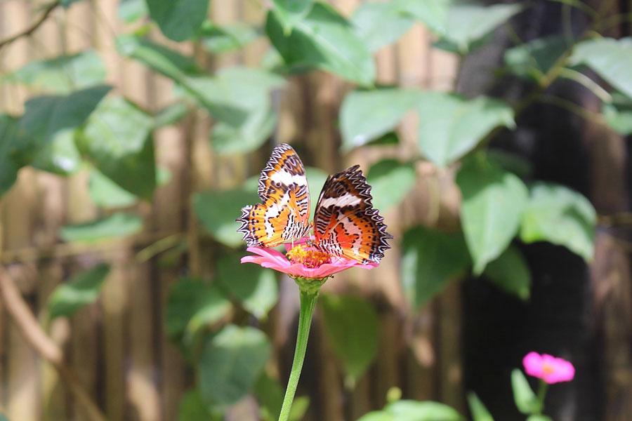 kemenuh butterfly park